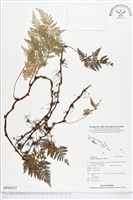 藏品(陰石蕨)的圖片