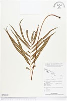 藏品(竹葉蕨)的圖片