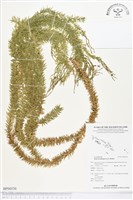 藏品(垂枝石松、垂枝馬尾杉)的圖片