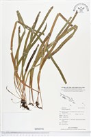 藏品(唇邊書帶蕨)的圖片