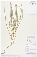 藏品(垂枝松葉蕨)的圖片