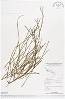 藏品(垂枝松葉蕨)的圖片