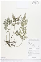 藏品(大葉瓶蕨)的圖片