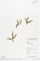 藏品(疏毛荷包蕨)的圖片