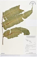 藏品(多生菜蕨)的圖片