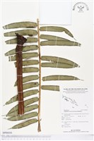 藏品(蘭嶼觀音座蓮)的圖片