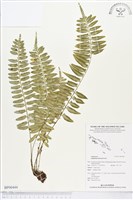 藏品(鈍齒鐵角蕨)的圖片
