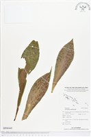 藏品(水芋葉車前、美葉車前蕨)的圖片