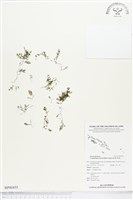 藏品(柯氏假脈蕨、假脈蕨)的圖片