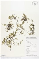 藏品(厚邊蕨)的圖片