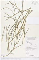 藏品(垂枝松葉蕨)的圖片