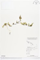 藏品(厚邊蕨)的圖片