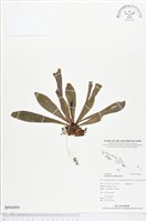 藏品(水芋葉車前、美葉車前蕨)的圖片