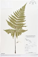 藏品()的圖片