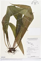 藏品(星蕨)的圖片