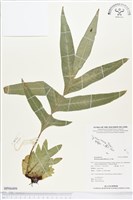 藏品(團葉槲蕨)的圖片