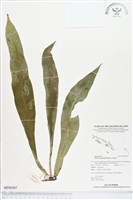 藏品(星蕨)的圖片