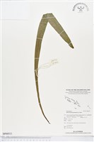 藏品(星蕨)的圖片