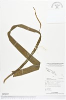 藏品(帶狀瓶爾小草)的圖片