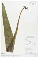 藏品(星蕨)的圖片