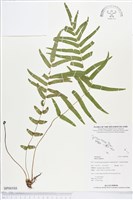 藏品(鱗蓋鳳尾蕨)的圖片