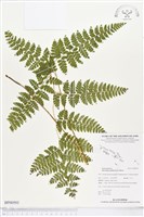 藏品(熱帶鱗蓋蕨)的圖片