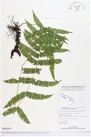 藏品(野毛蕨)的圖片