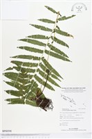 藏品(薄葉梳毛蕨、縮羽小毛蕨)的圖片