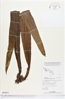 藏品(星蕨)的圖片