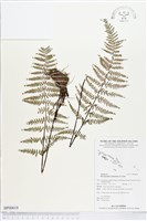 藏品(粉葉蕨)的圖片