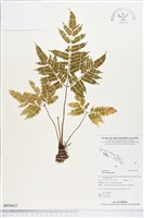 藏品(蓬萊鳳尾蕨)的圖片