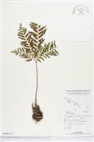 藏品(蓬萊鳳尾蕨)的圖片