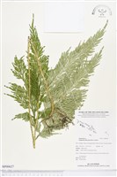 藏品(全緣卷柏)的圖片