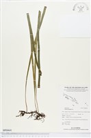 藏品(唇邊書帶蕨)的圖片