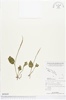 藏品(網脈瓶爾小草)的圖片