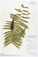 藏品(薄葉梳毛蕨、縮羽小毛蕨)的圖片