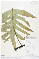 藏品(海岸擬茀蕨、海岸星蕨)的圖片