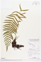 藏品(薄葉梳毛蕨、縮羽小毛蕨)的圖片