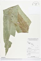 藏品(臺灣山蘇花)的圖片