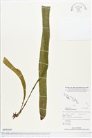 藏品(帶狀瓶爾小草)的圖片