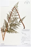 藏品(烏蕨)的圖片