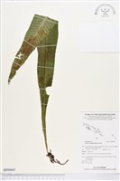 藏品(萊氏線蕨)的圖片