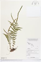 藏品(鱗蓋鳳尾蕨)的圖片