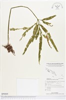 藏品(錫蘭七指蕨)的圖片