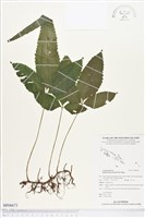 藏品(尾葉實蕨)的圖片