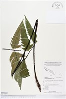 藏品(葛氏三叉蕨)的圖片