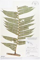 藏品(蘭嶼觀音座蓮)的圖片