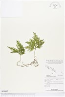 藏品(異葉卷柏)的圖片