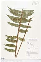 藏品(長葉腎蕨)的圖片