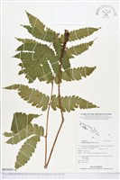 藏品(屏東三叉蕨)的圖片